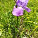 Image of Iris pallida subsp. illyrica (Tomm. ex Vis.) K. Richt.