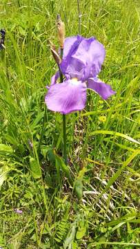 Imagem de Iris pallida subsp. illyrica (Tomm. ex Vis.) K. Richt.