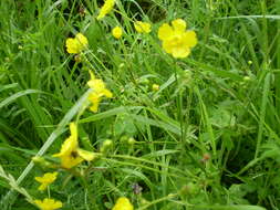 Image of common buttercup