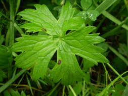 Image of common buttercup