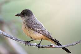 Image of Say's Phoebe