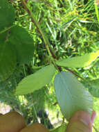 Image of Himalayan berry