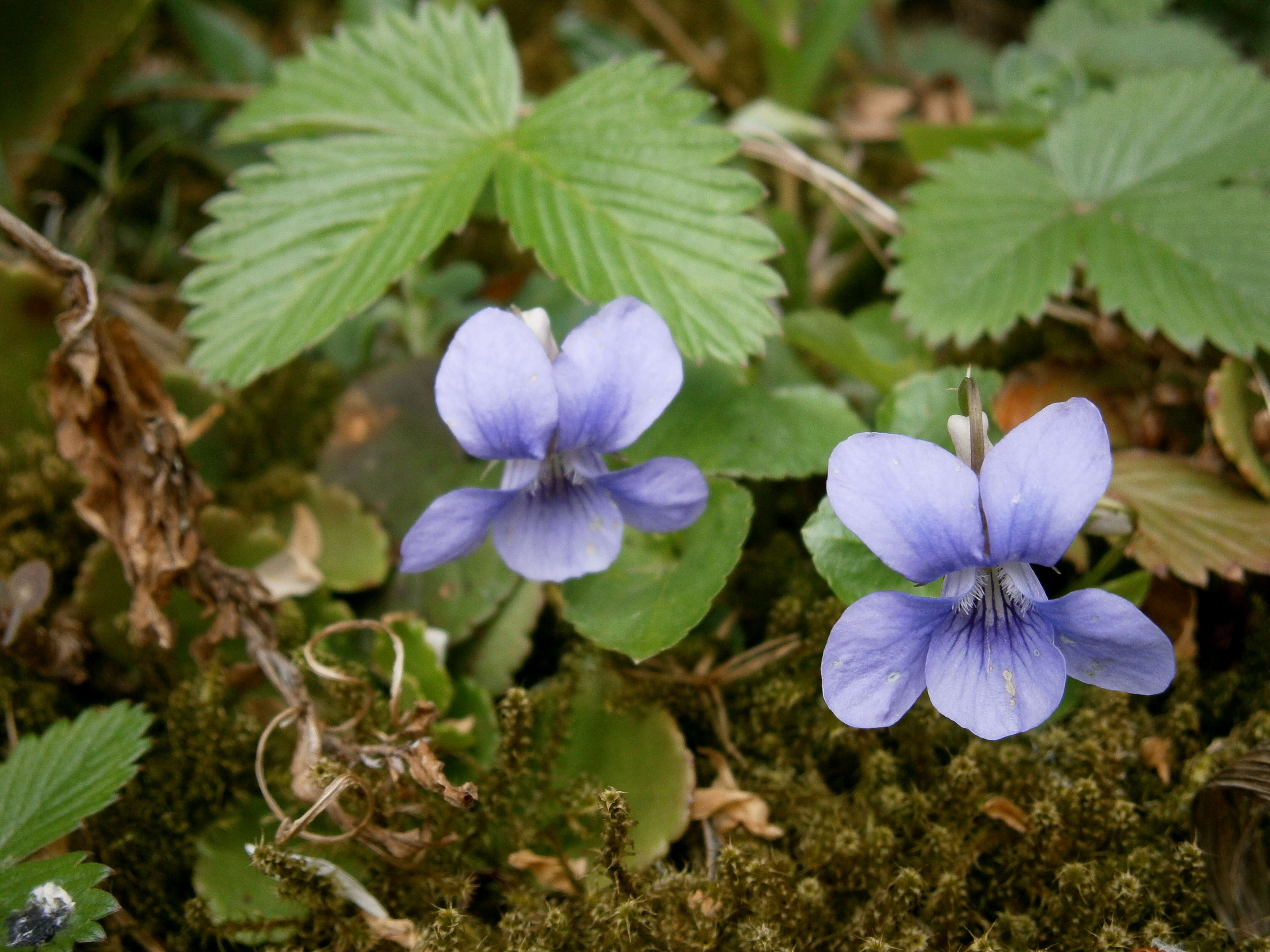 Image of common dog-violet