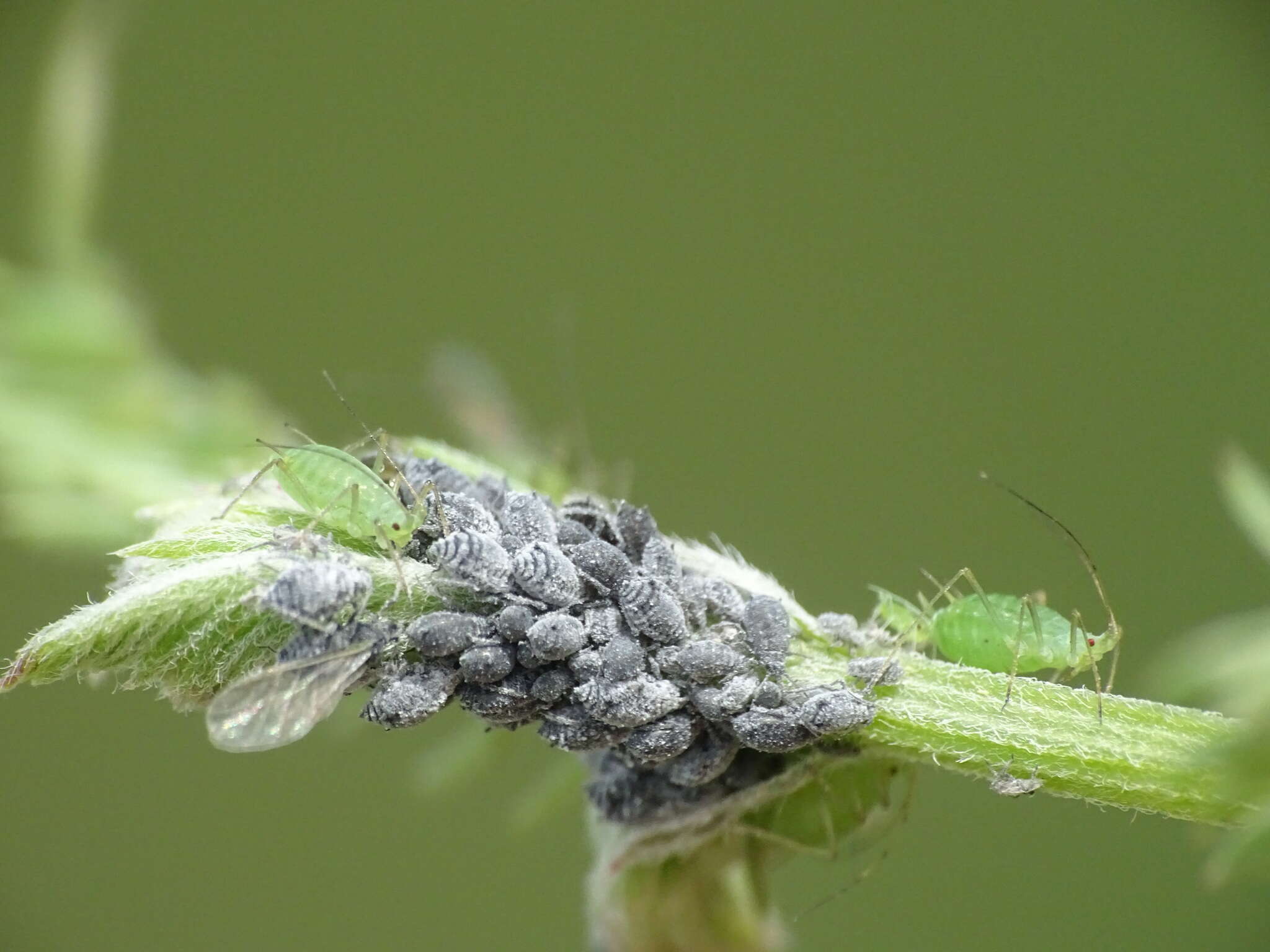 Image of Aphis (Aphis) craccae Linnaeus 1758