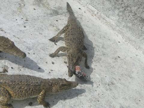 Image of Cuban Crocodile