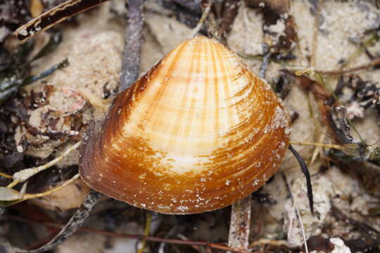 Image of Eucrassatella donacina (Lamarck 1818)