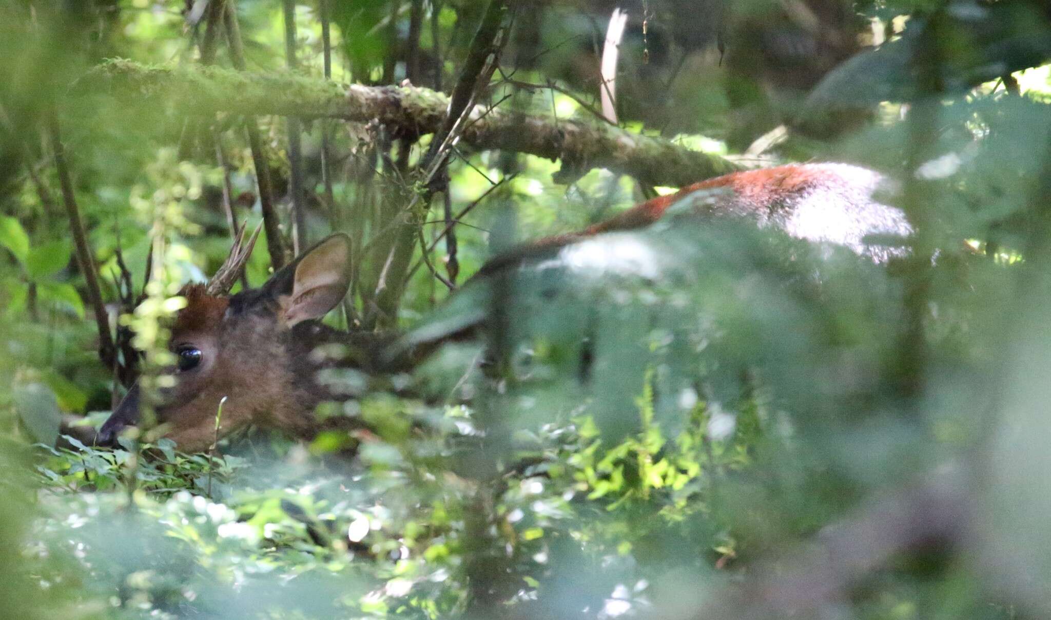 Image of Central American Red Brocket Deer