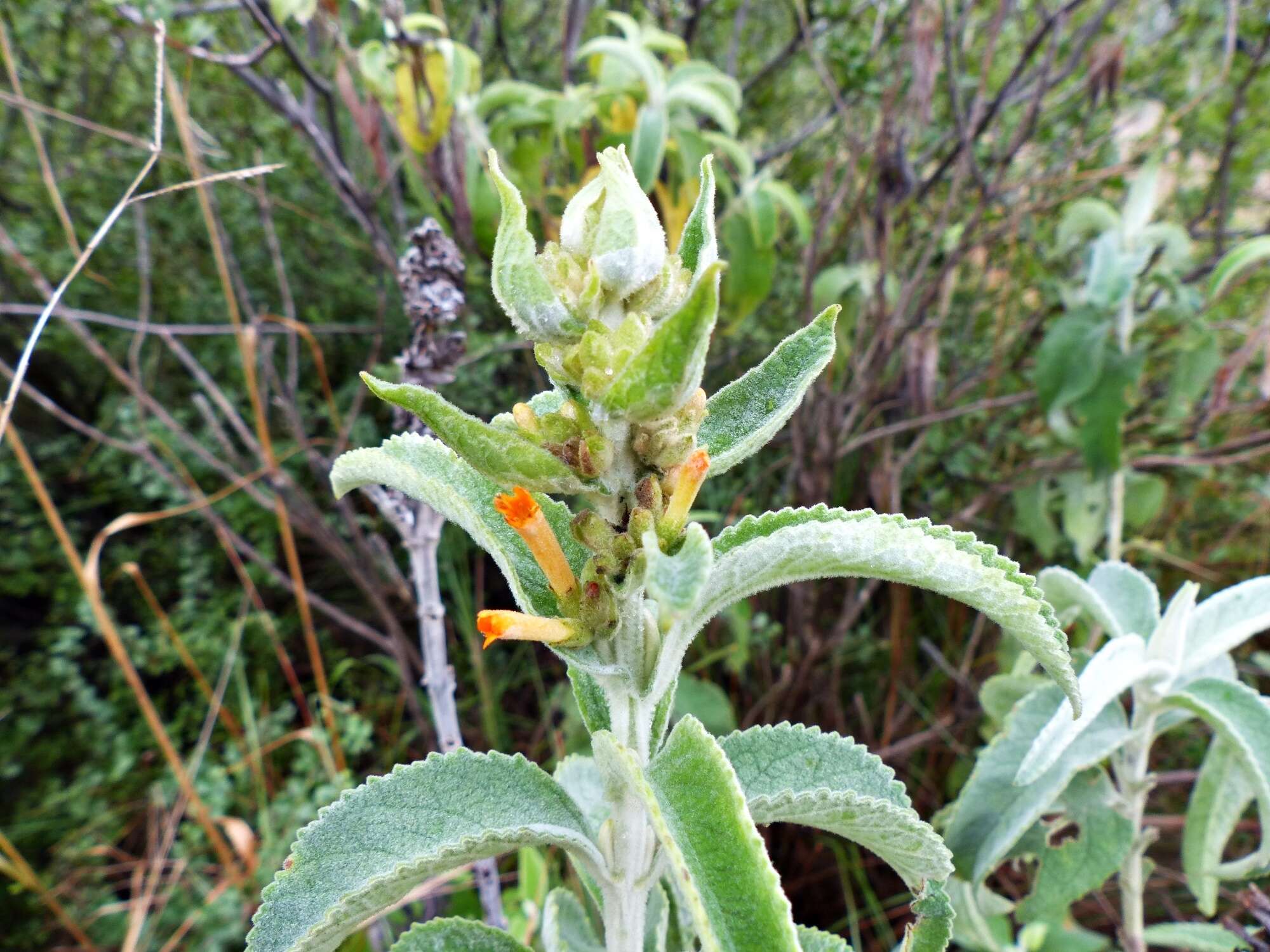 Image of Buddleja tubiflora Benth.