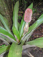 Image of Aechmea mariae-reginae H. Wendl.