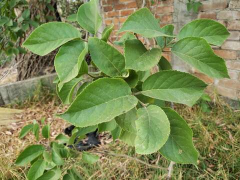 Image of Ehretia latifolia Loisel.