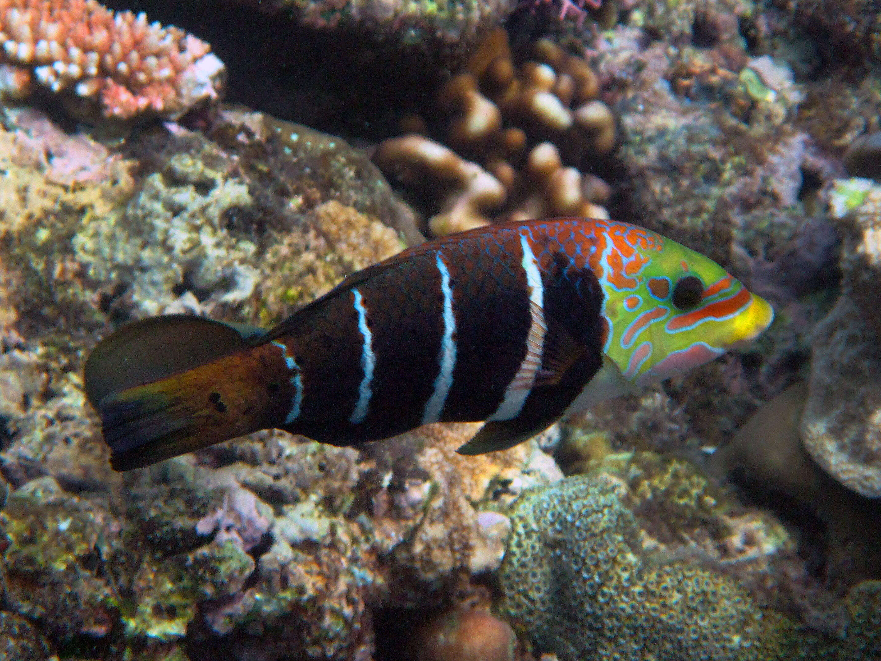 Imagem de Hemigymnus fasciatus (Bloch 1792)