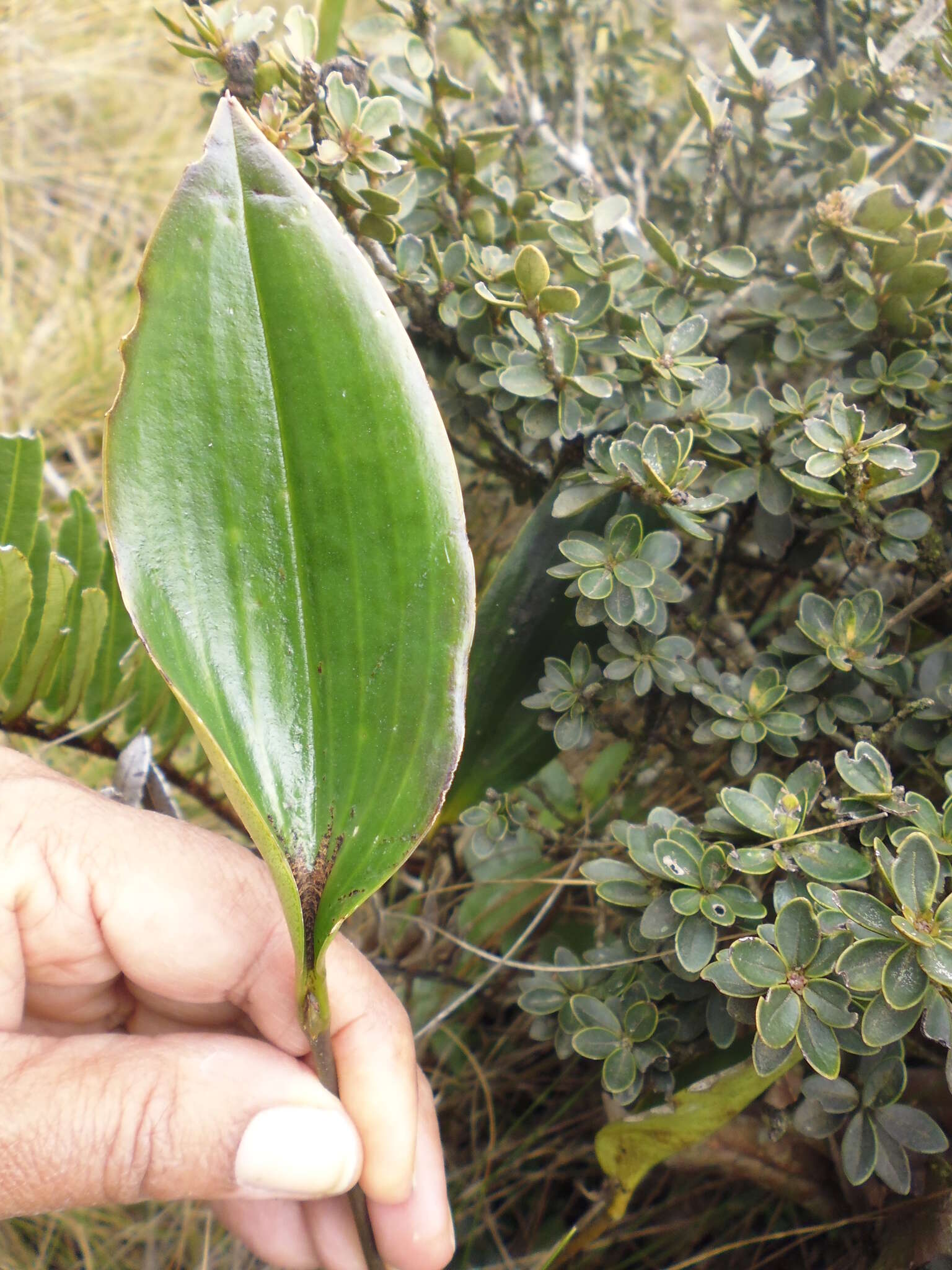 Pleurothallis bicornis Lindl. resmi