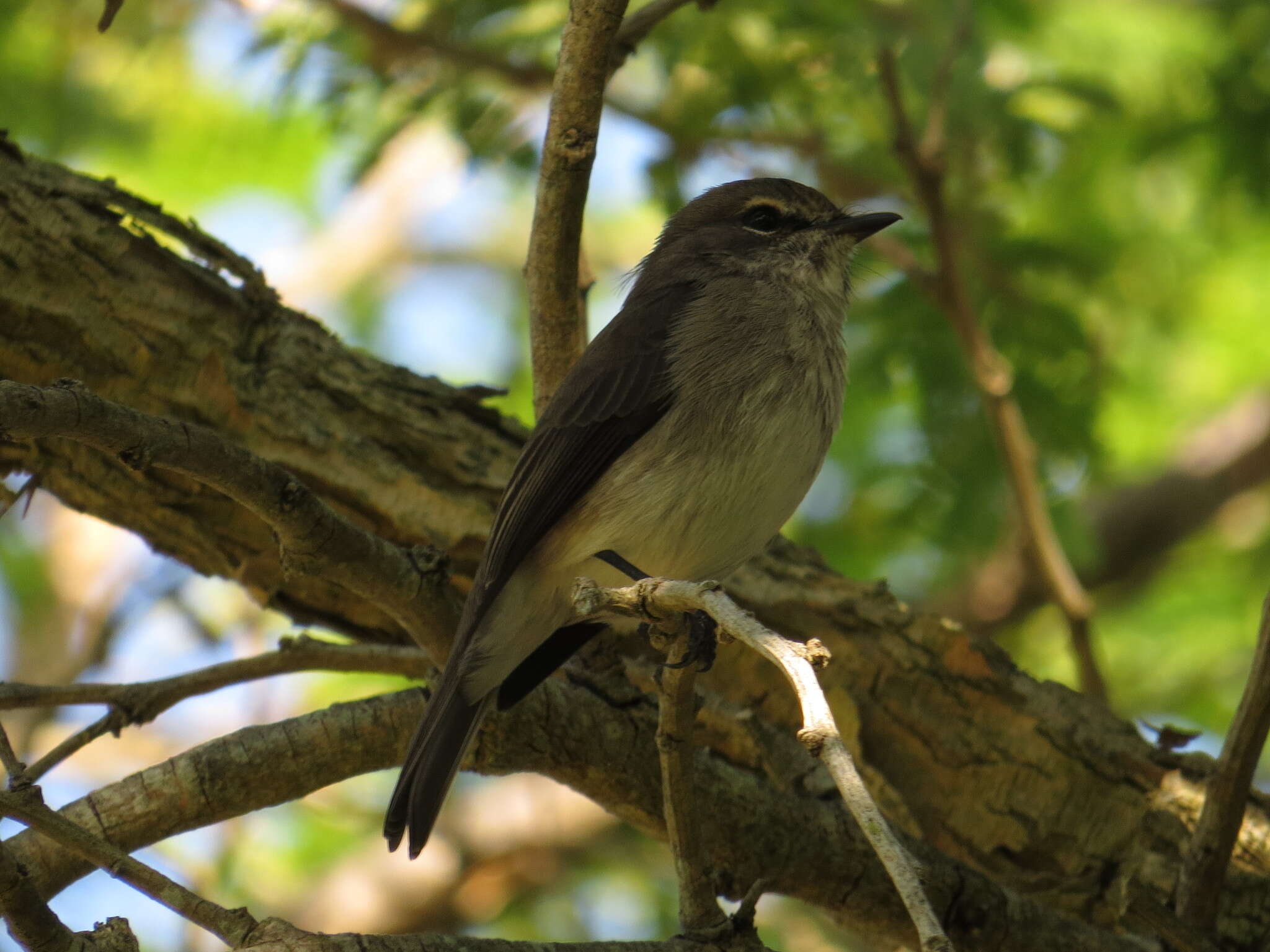 Image of African Dusky Flycatcher