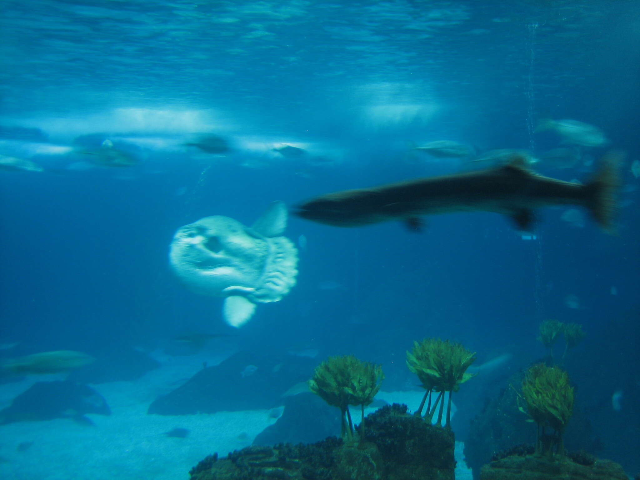 Image of Mola