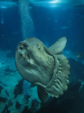 Image of Mola