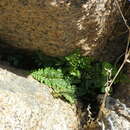 Image of Asplenium obovatum subsp. obovatum