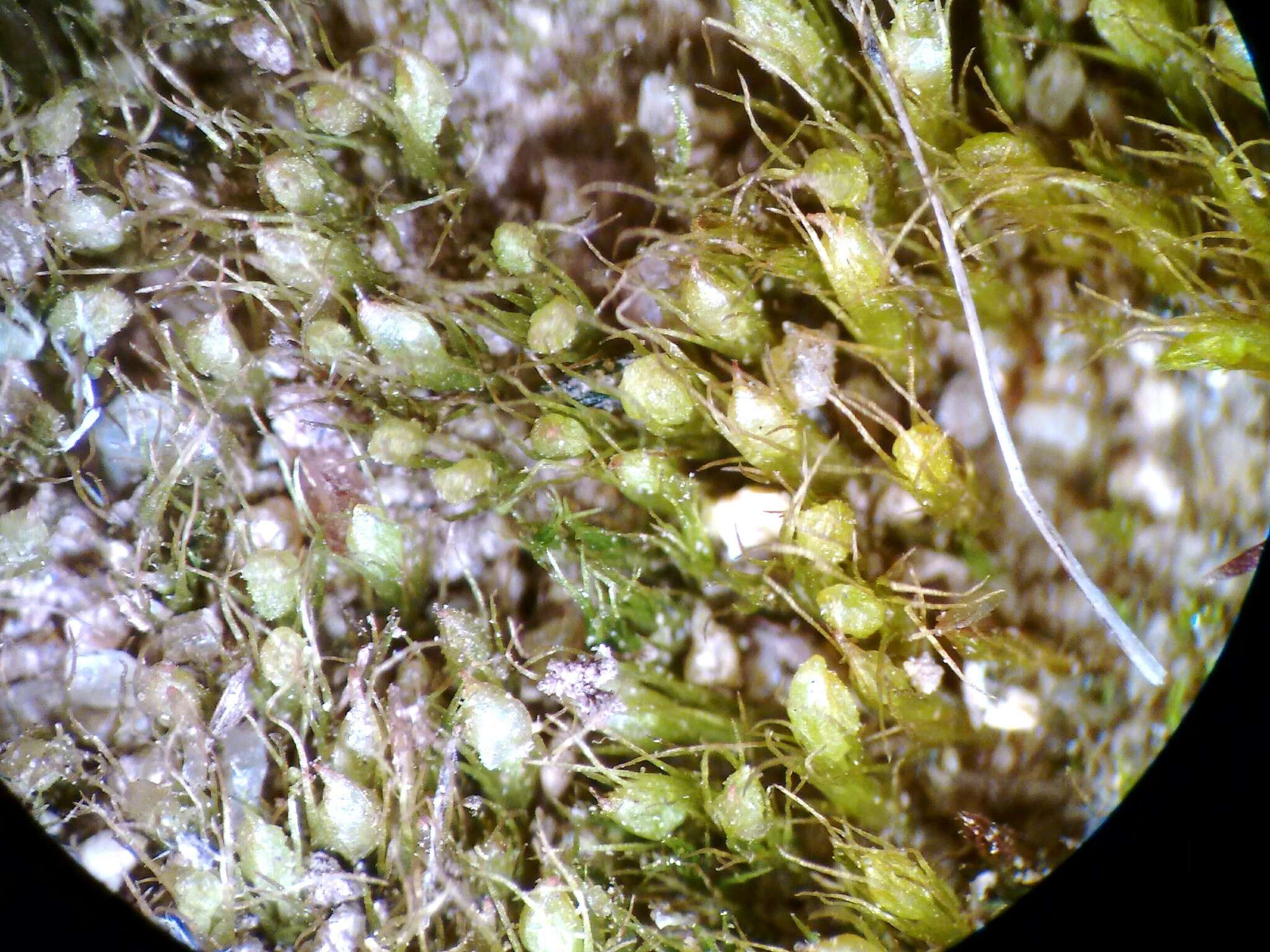 Image of pleuridium moss