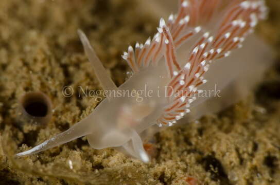 Coryphella verrucosa (M. Sars 1829) resmi