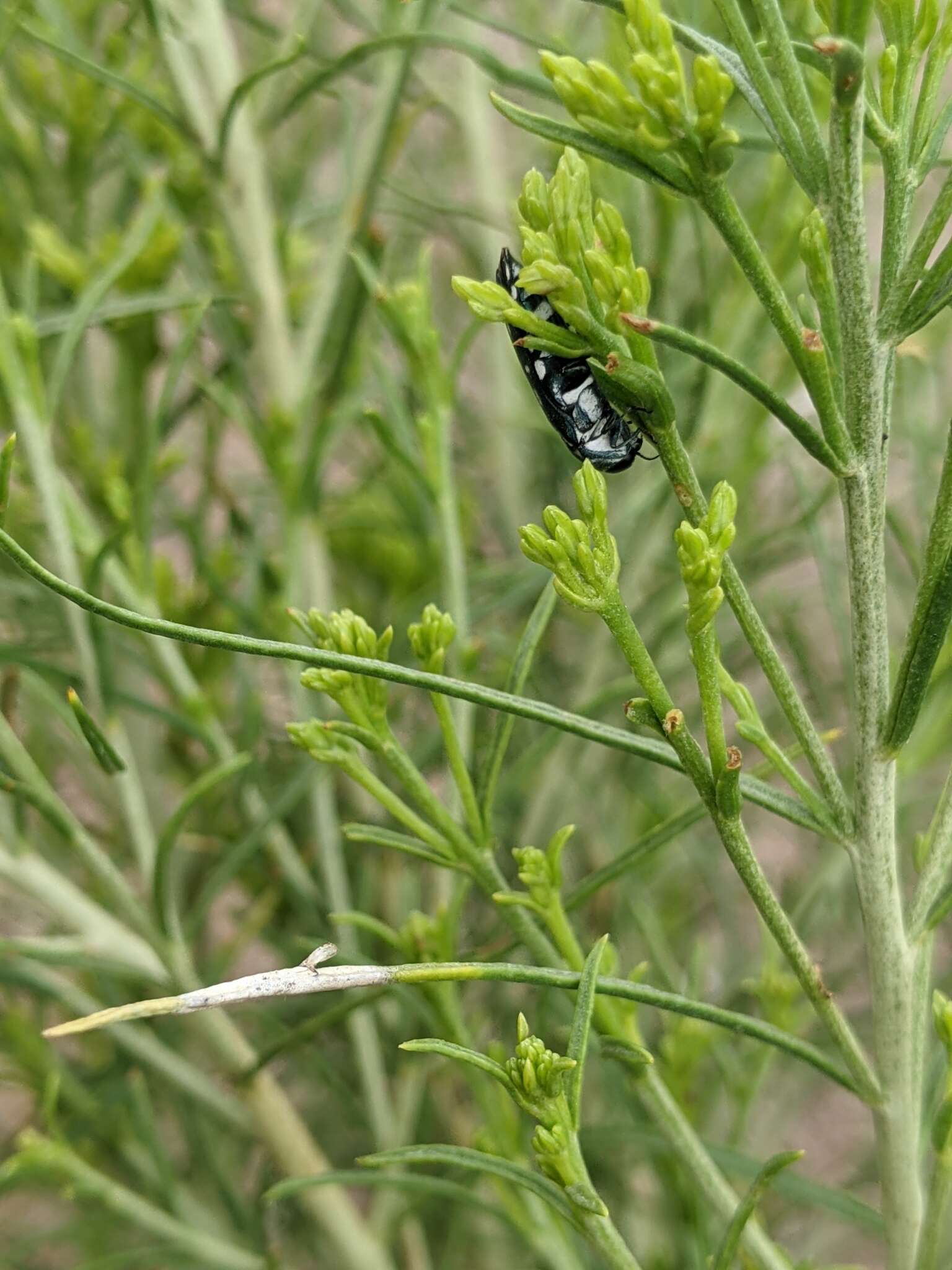 Image of Agrilus walsinghami Crotch 1873