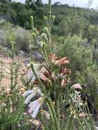 Image of Erica pectinifolia Salisb.