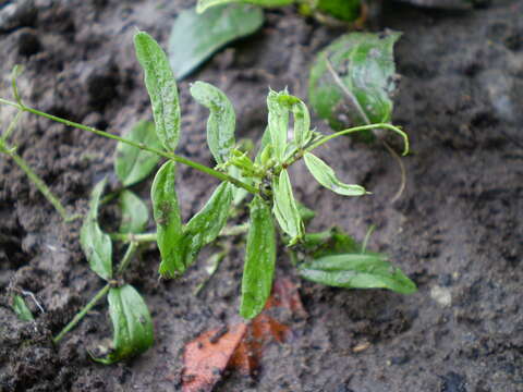 Image of bird vetch