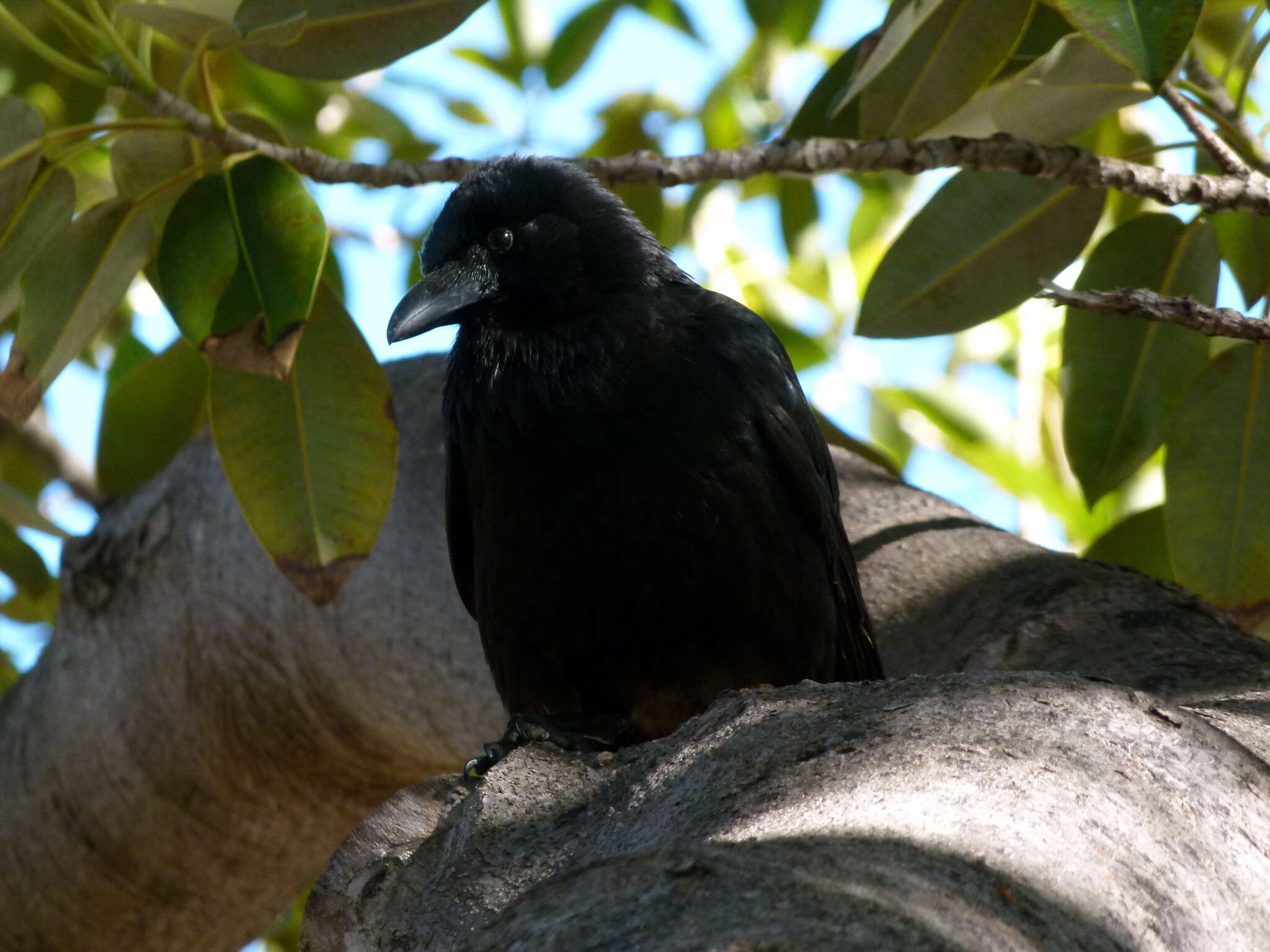 Imagem de Corvus coronoides Vigors & Horsfield 1827