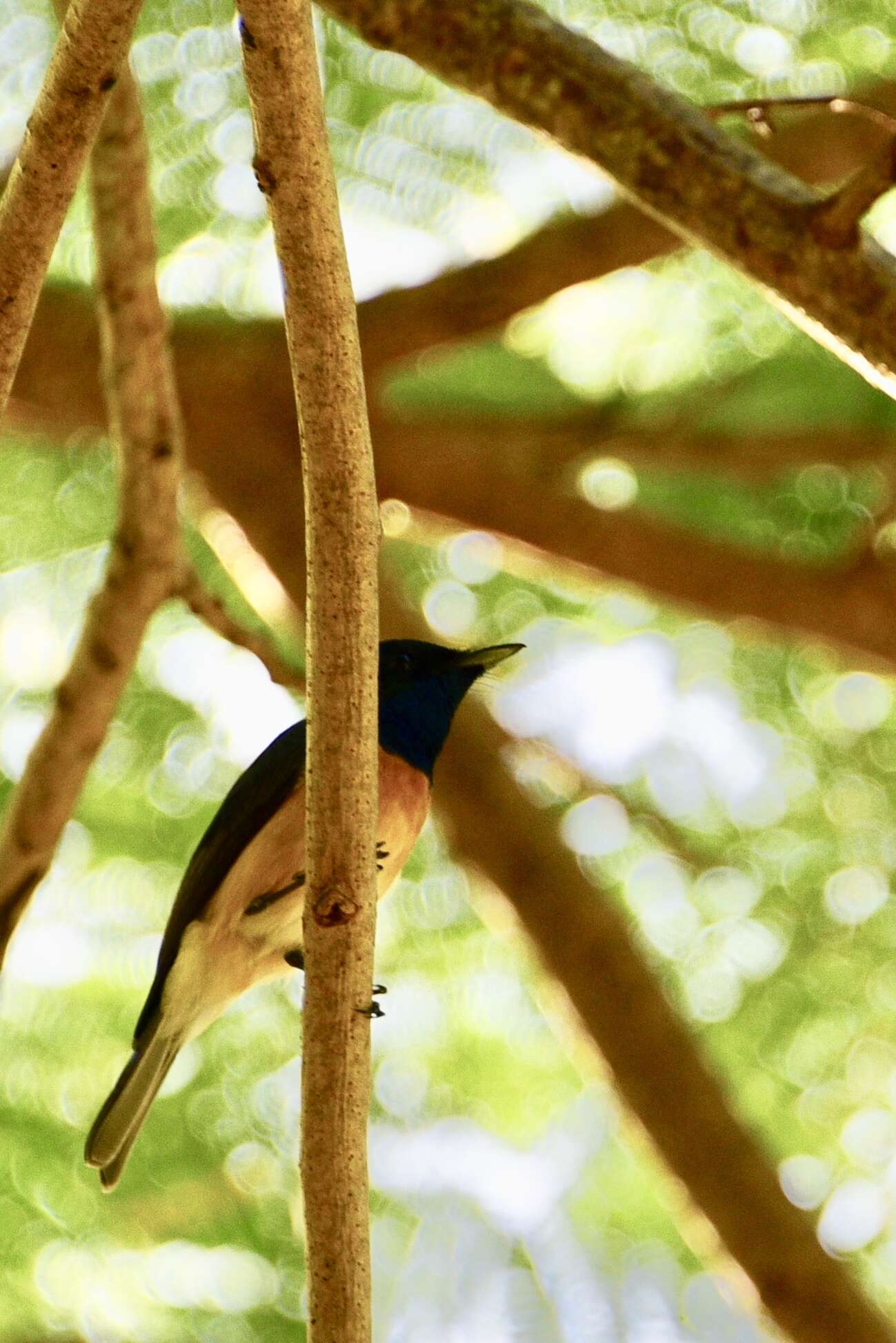 Image of Vanikoro Flycatcher