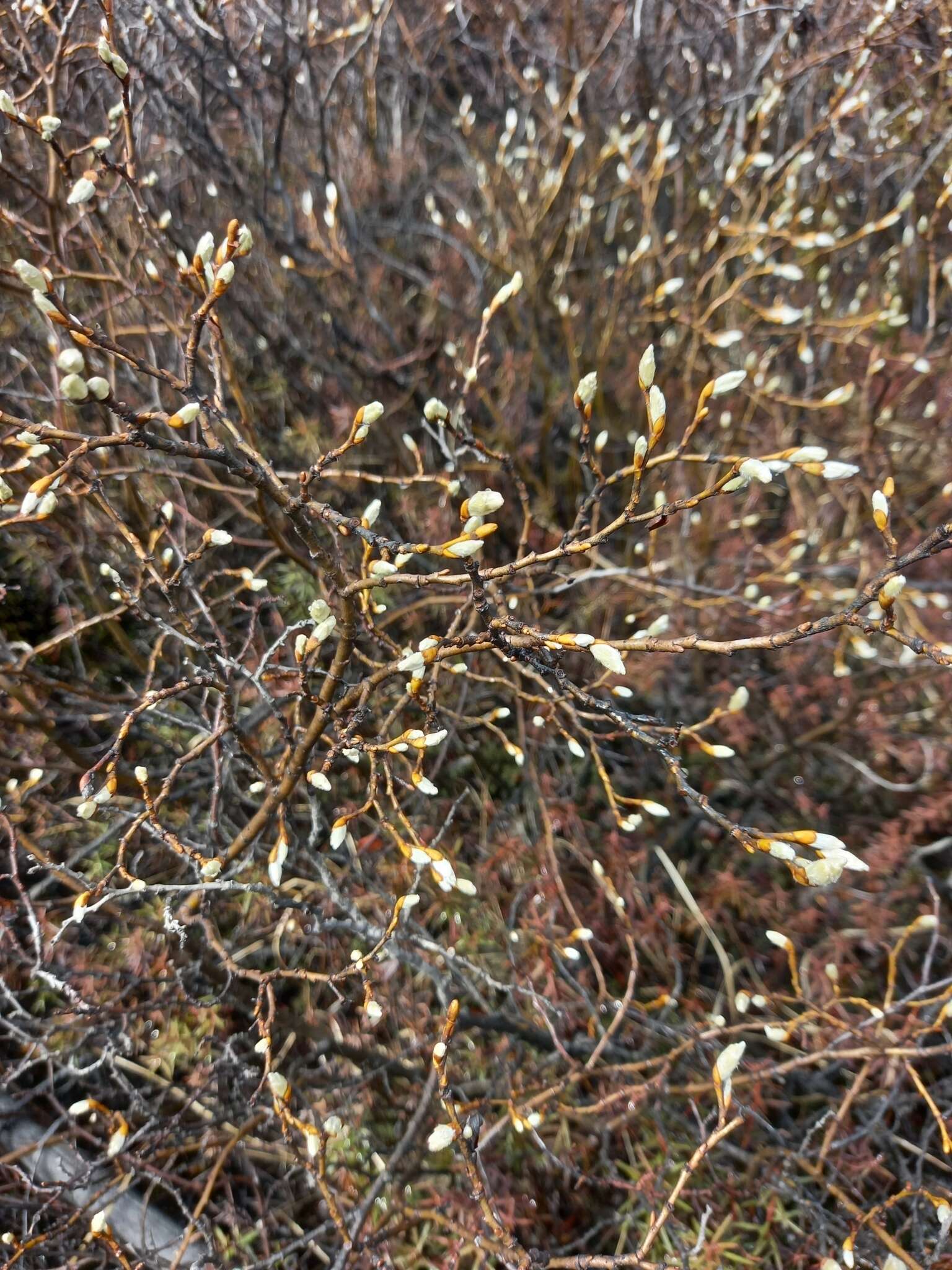 Image of Salix krylovii E. Wolf