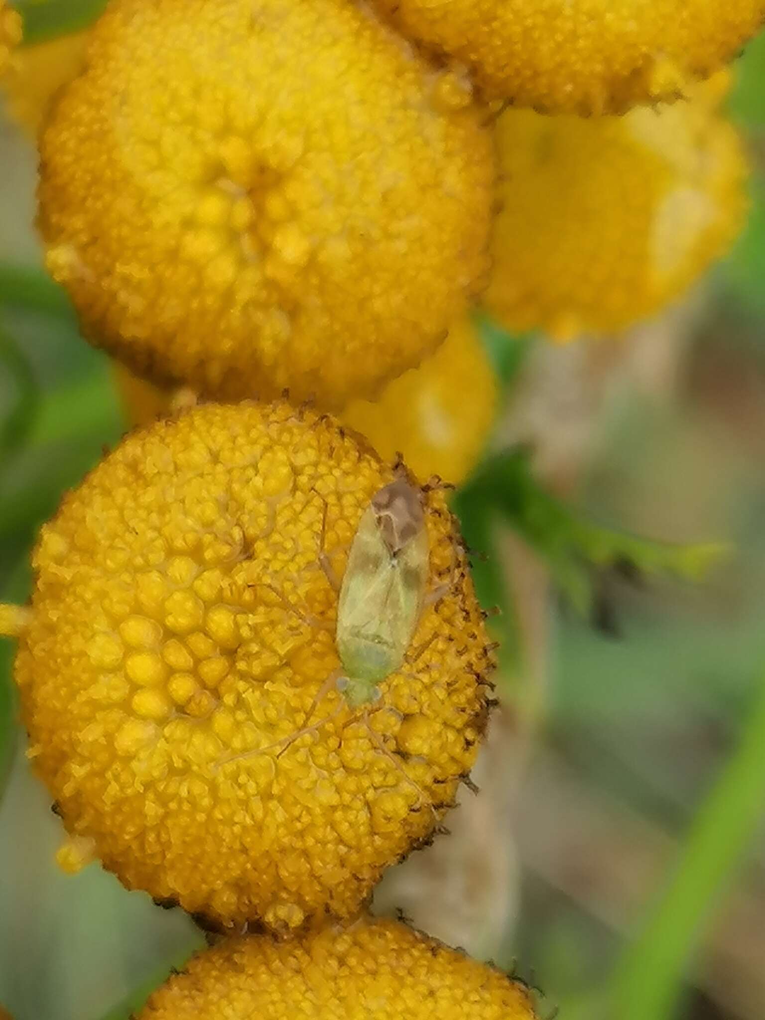 Слика од Megalocoleus molliculus (Fallen 1807)