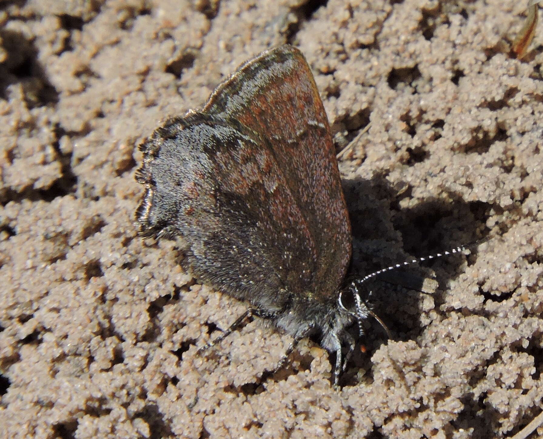 Plancia ëd Callophrys polios (Cook & Watson 1907)