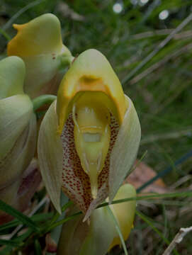 Image of Large-fruited Catasetum