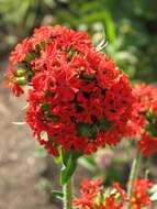 Слика од Silene chalcedonica (L.) E. H. L. Krause