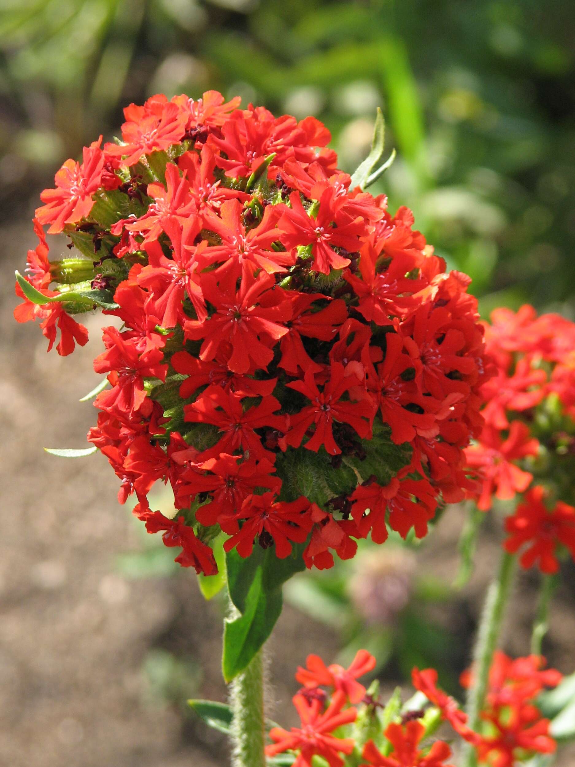 Слика од Silene chalcedonica (L.) E. H. L. Krause