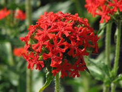 Слика од Silene chalcedonica (L.) E. H. L. Krause