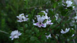 Image of Westringia lucida B. Boivin