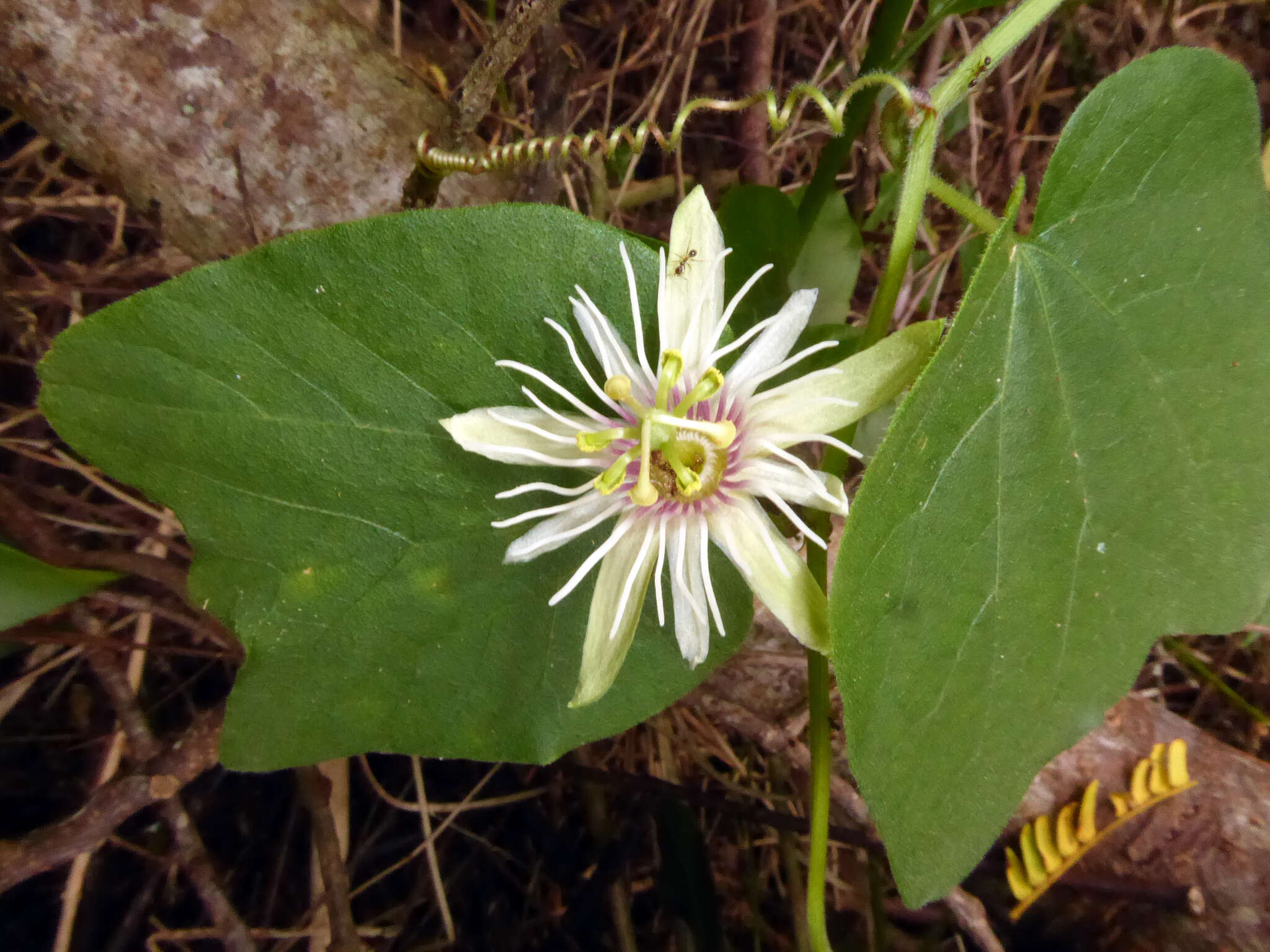 Imagem de Passiflora rubra L.