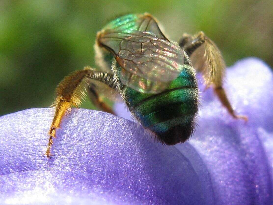 Image of Metallic Green Bees