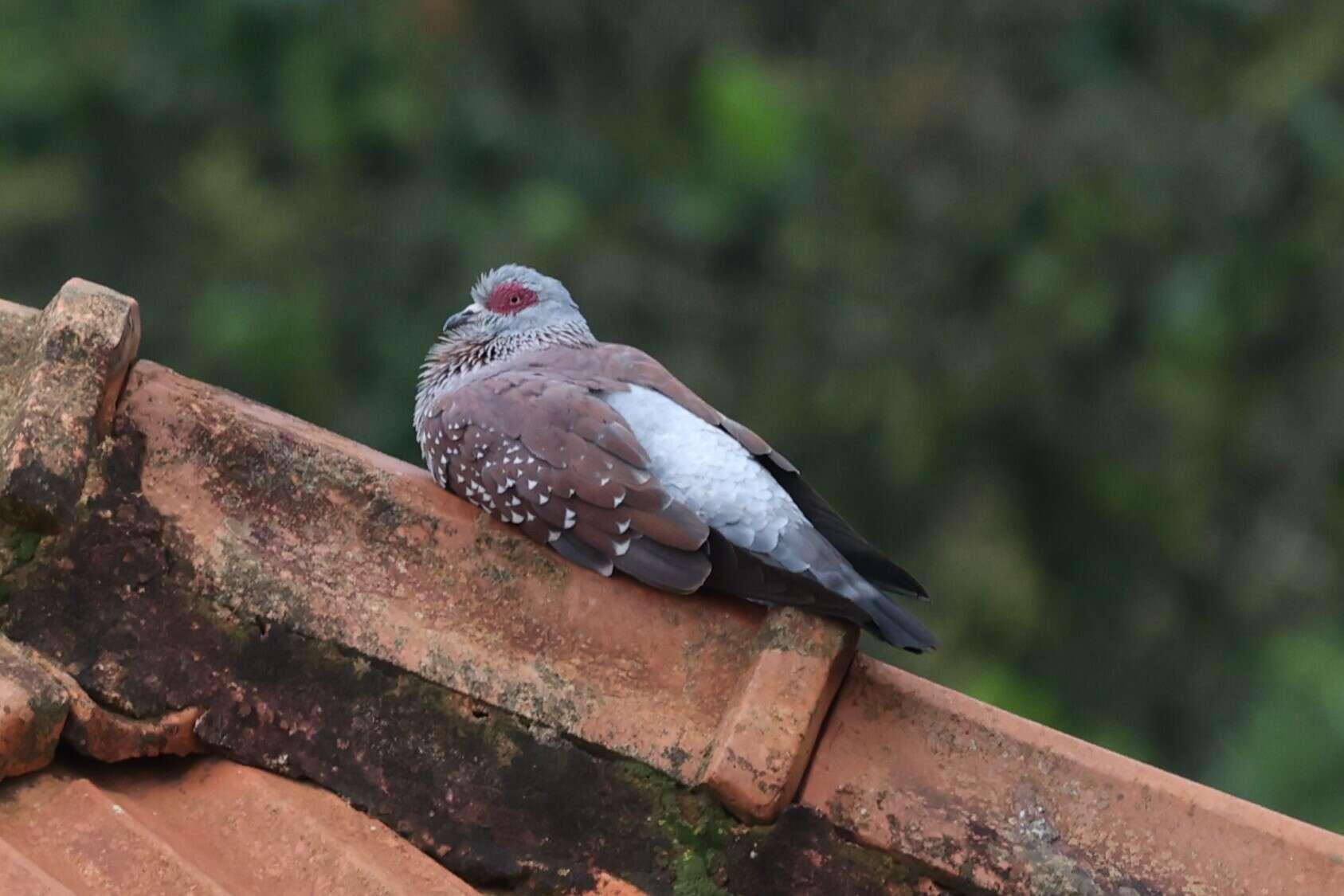 Image of Columba guinea guinea Linnaeus 1758