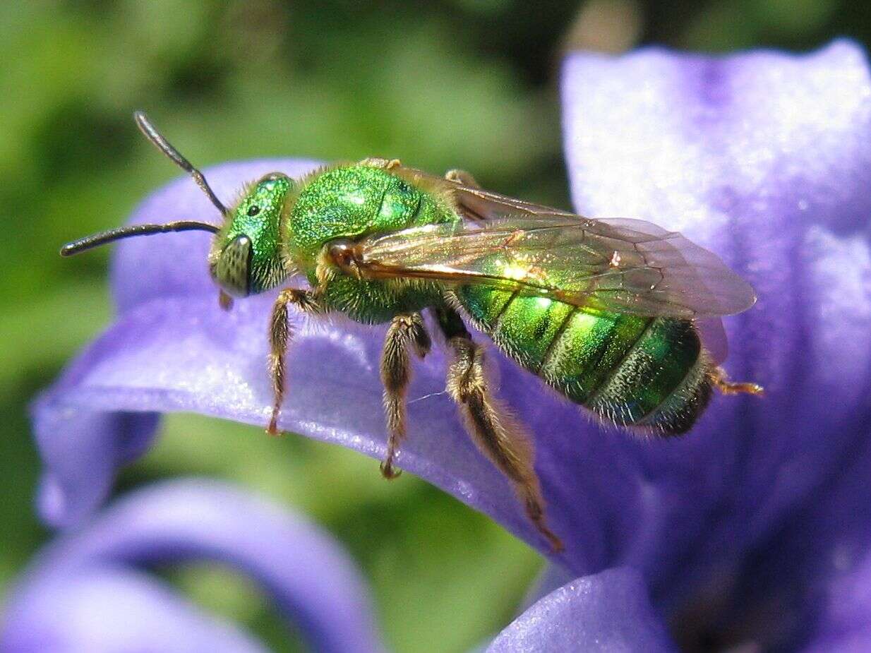 Image of Metallic Green Bees