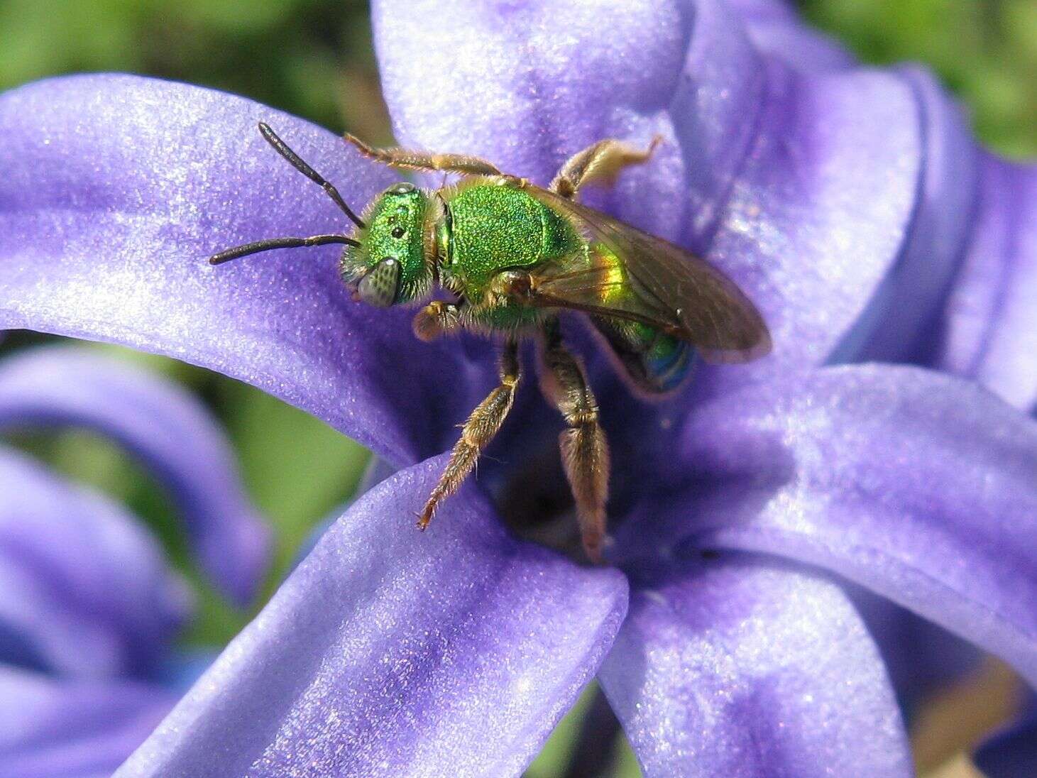 Image of Metallic Green Bees