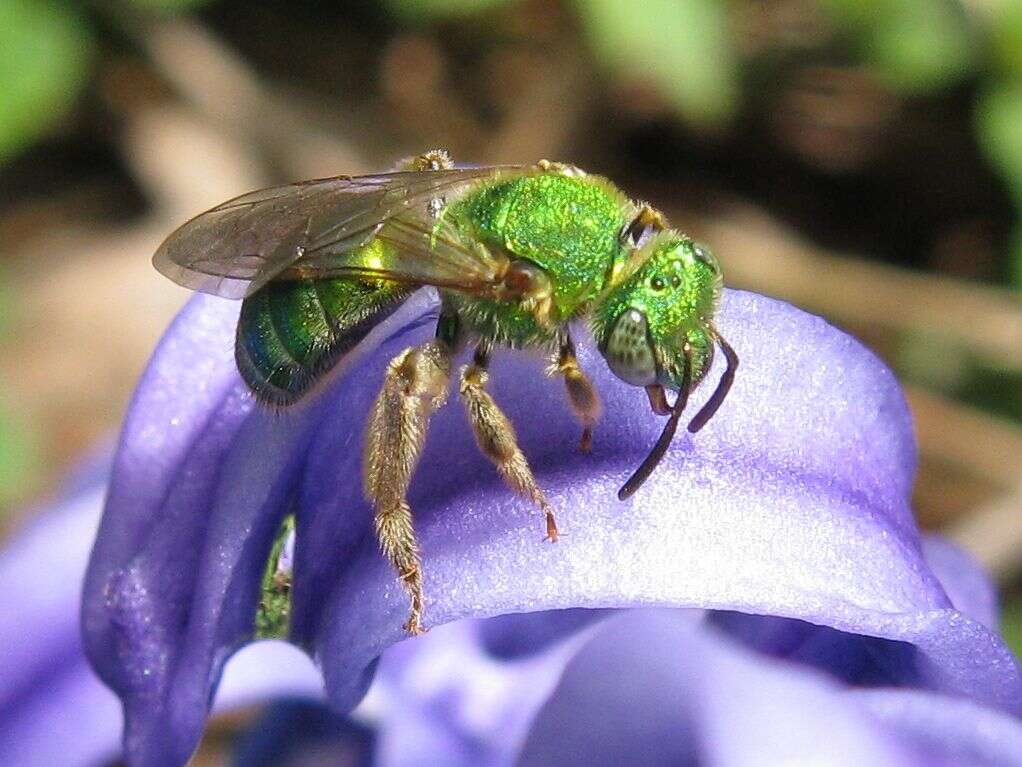 Image of Metallic Green Bees