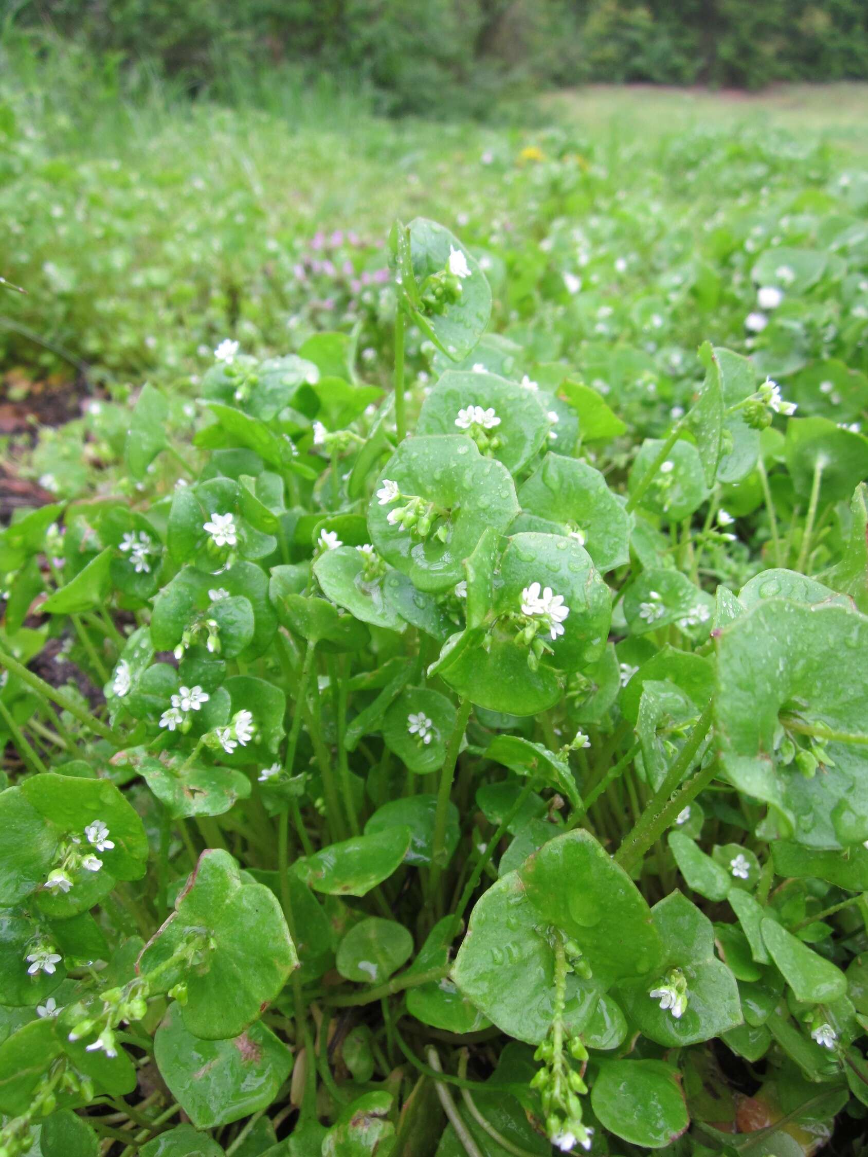 Image of Indian lettuce