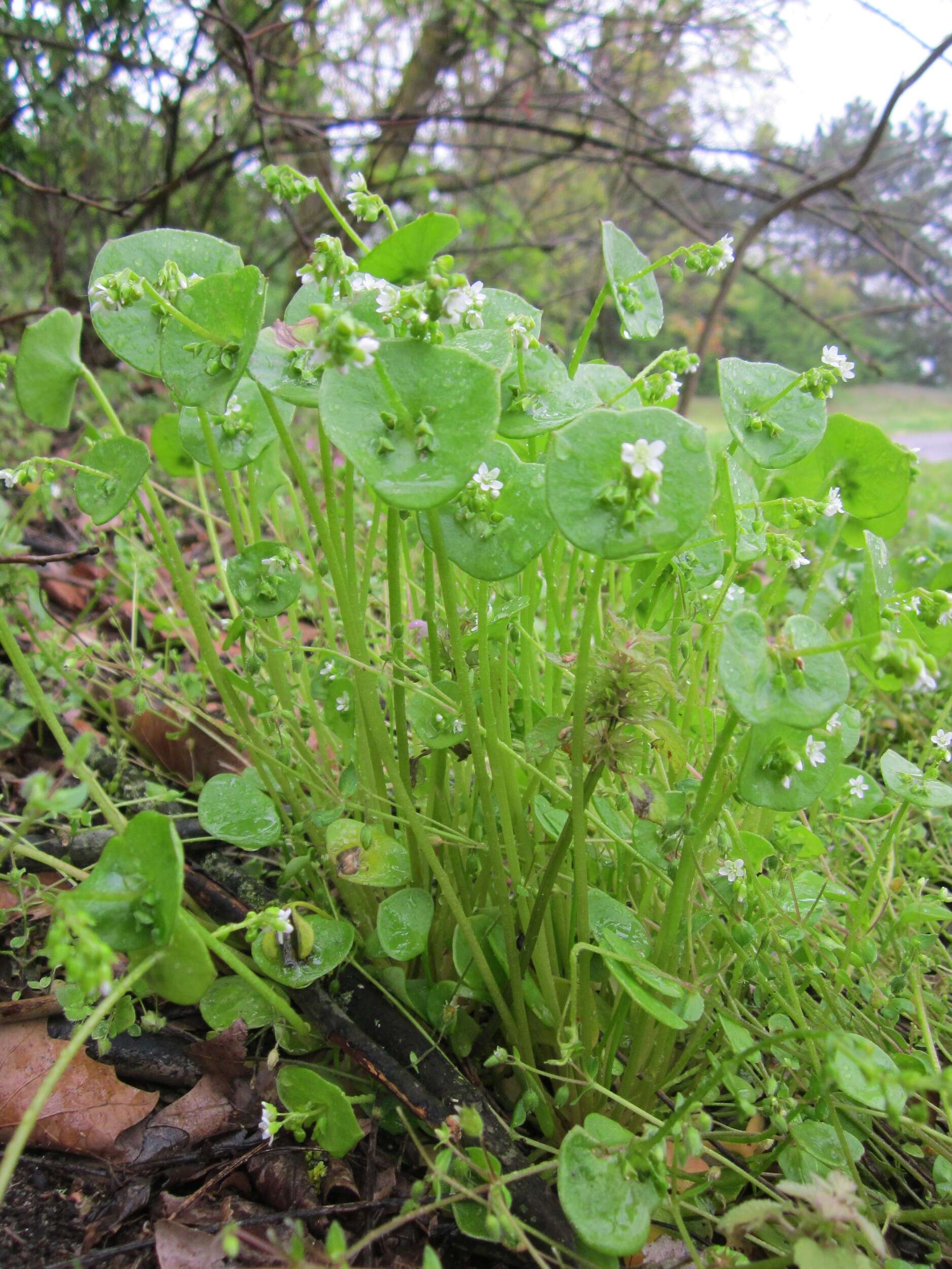 Image of Indian lettuce