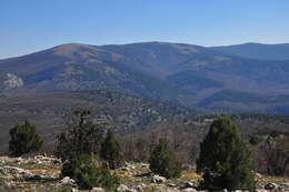 Image of Crimean Juniper