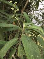 Image of Lippia hirsuta L. fil.