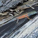 Image of Open-litter Rainbow-skink