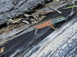 Image of Open-litter Rainbow-skink