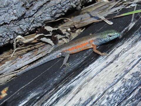 Image of Open-litter Rainbow-skink