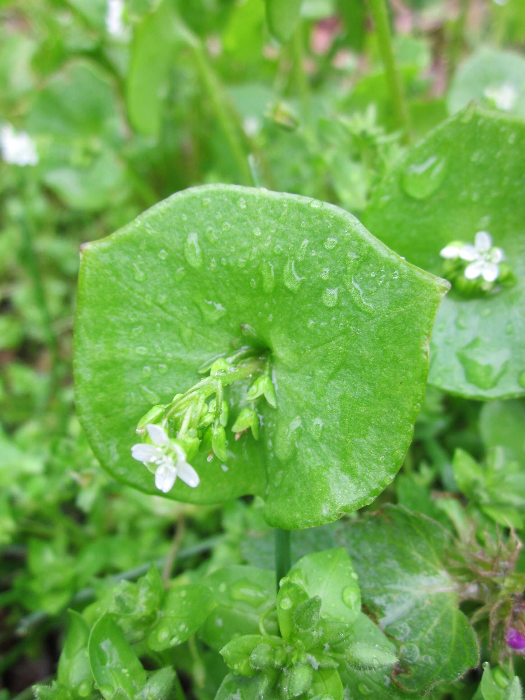 Image of Indian lettuce