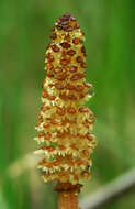 Image of field horsetail